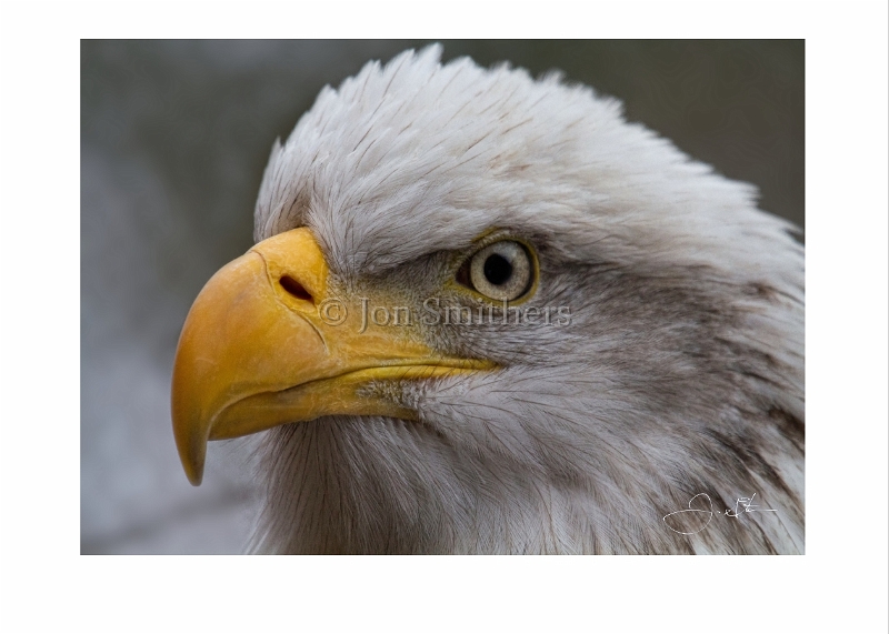 012711_3730-TD  American Bald Eagle.jpg
